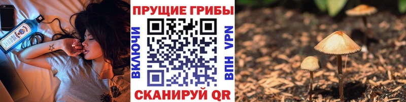 Галлюциногенные грибы Psilocybe  Новосокольники 